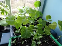 Kürbisse und Zucchinis.webp