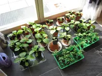 Tabak und Tomaten Wohnzimmer.webp