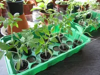 Tomaten Wohnzimmer.webp