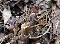 Lupine.webp