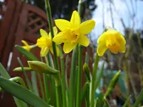 Osterglocken.webp