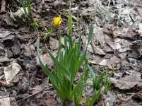 Osterglocken2.webp