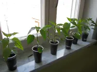 Chili Gästezimmer1.webp