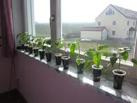 Chilis Schlafzimmer.webp