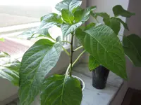 Chili.webp