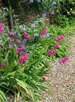 Sissinghurst Lilly.webp