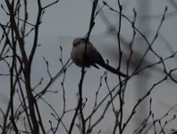 Dämmerung1.webp
