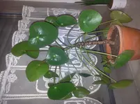 Foto0210.webp