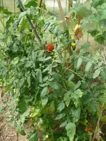 Tomate Gurkenhaus.webp