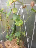 Oktober-Gurke.webp