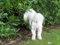 Copy of IMG_8044v.webp