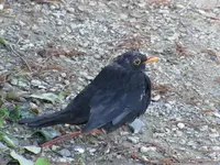 Copy of IMG_3584v.webp