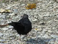 Copy of IMG_3587v.webp