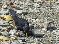Copy of IMG_3594v.webp