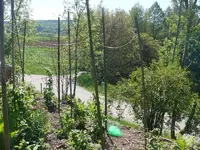 Essiggurkenranknetz.webp