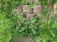 Erbsen.webp
