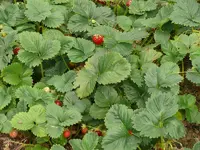 Erdbeeren.webp