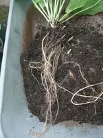 Meerrettich-Wurzeln.webp