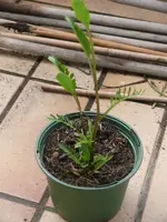 Meerretich1.webp