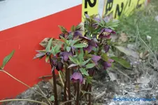 comp_DSC09282.webp