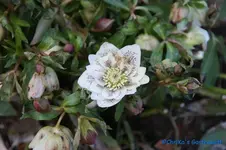 comp_DSC09284.webp