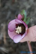 comp_DSC09287.webp