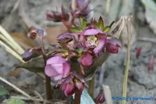 comp_DSC09288.webp