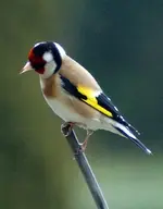 comp_DSC02480.webp