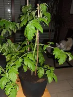 SAM_0602.webp