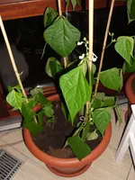 SAM_0606.webp