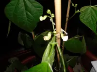 SAM_0605.webp