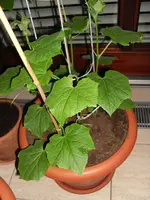 SAM_0612.webp