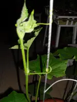 SAM_0608.webp