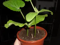 SAM_0613.webp