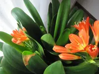 002.webp