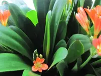 004.webp