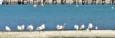 IMG_3443v.webp