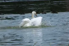 schwan.webp