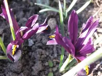 Iris (2).webp