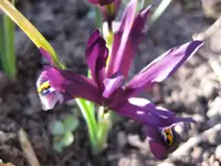 Iris (3).webp