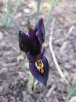 Iris.webp