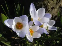 Krokusse (2).webp