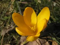 Krokusse (3).webp