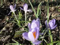 Krokusse (4).webp