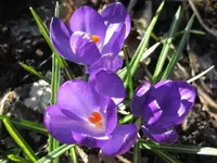 Krokusse (5).webp
