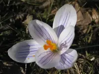 Krokusse.webp