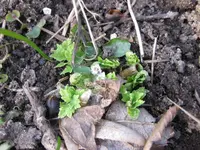 Mohn.webp