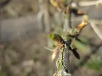 Stachelbeere.webp