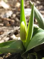 Tulpe.webp