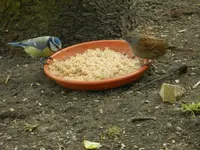 Blaumeise-Heckenbraunelle_1880.webp